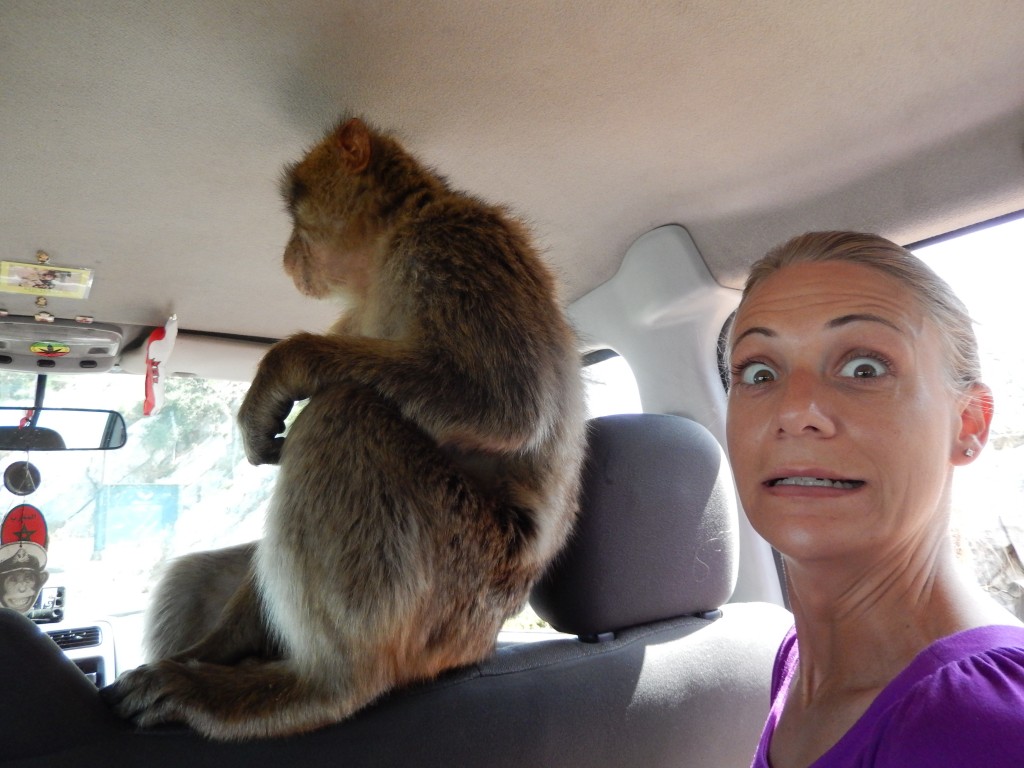 Achtung! Monkey in the vehicle!