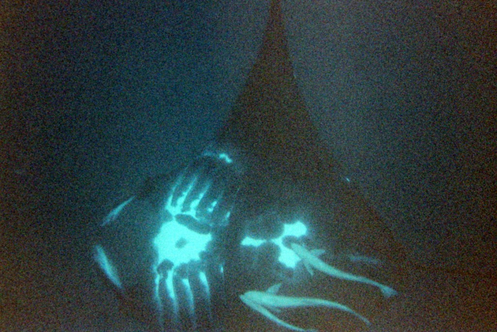 Underside of a manta ray with three remora. 