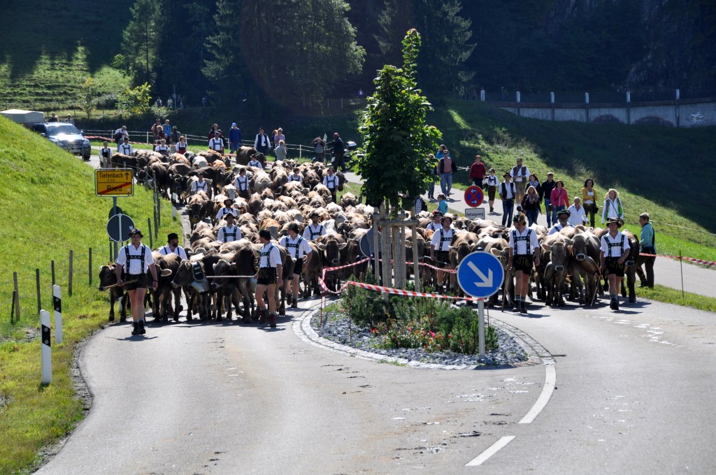 This is about 200 head of cattle, auf der Straβe!