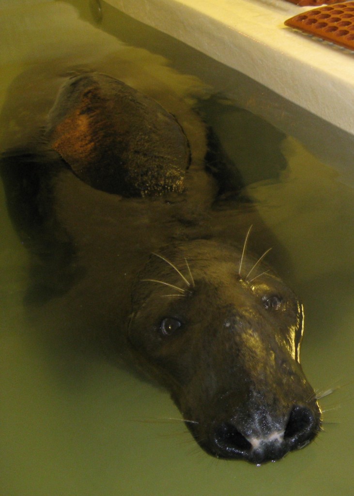 Seven foot, 200lb, adult gray seal. Snuffleupagus, right?