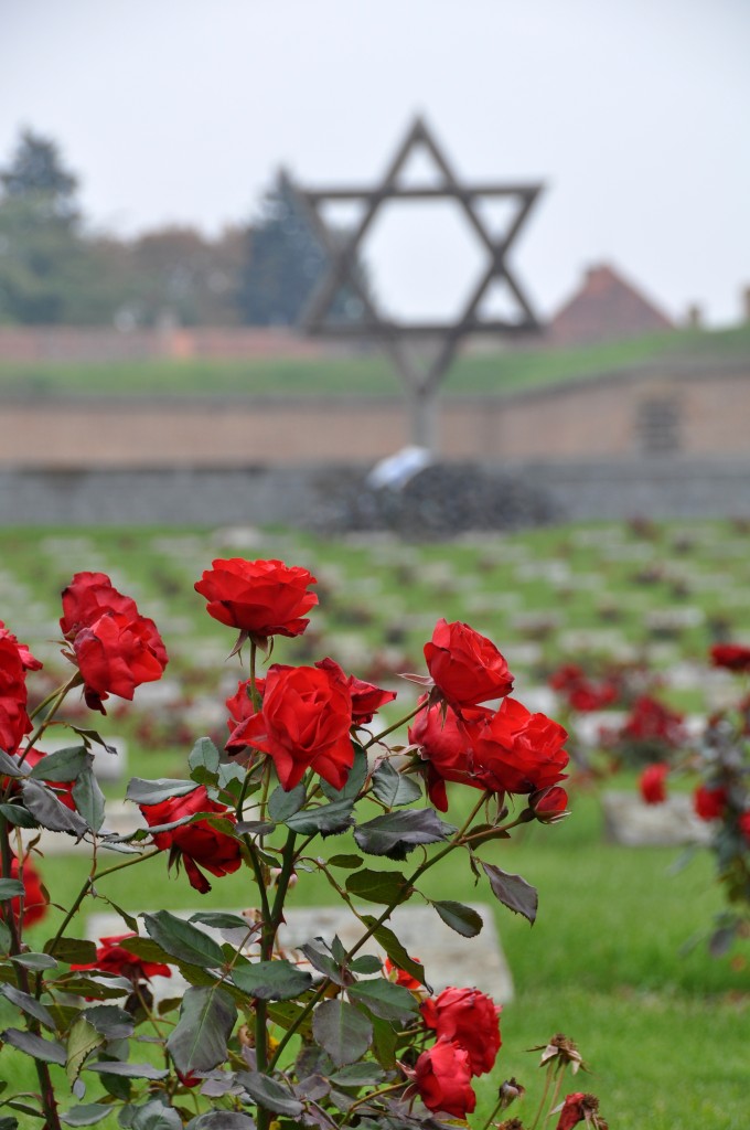 Terezin roses