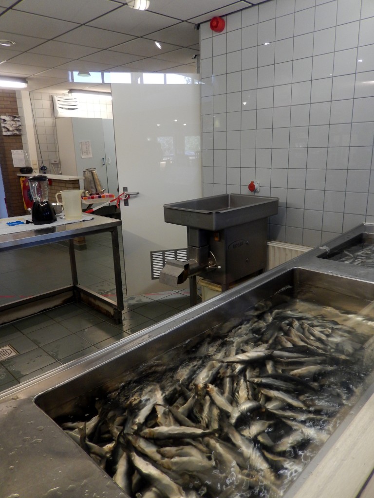 Fish Kitchen