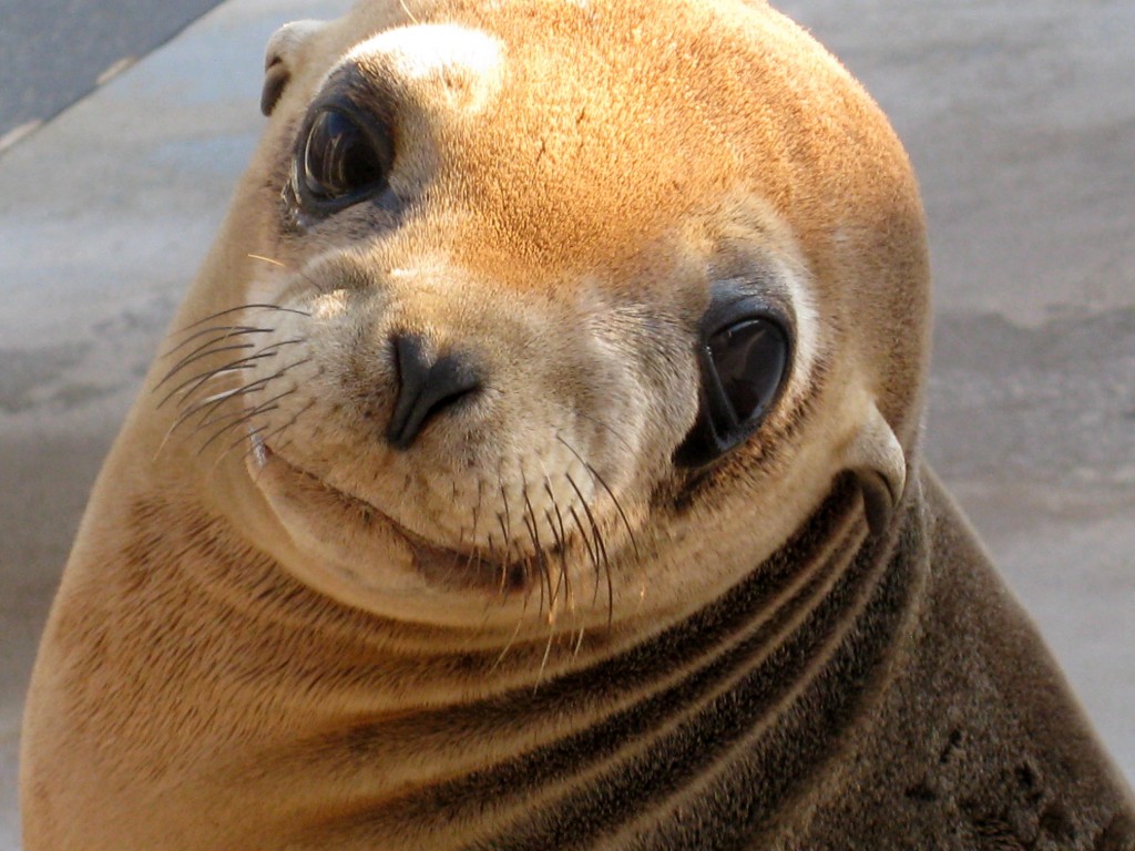 California sea lion pup