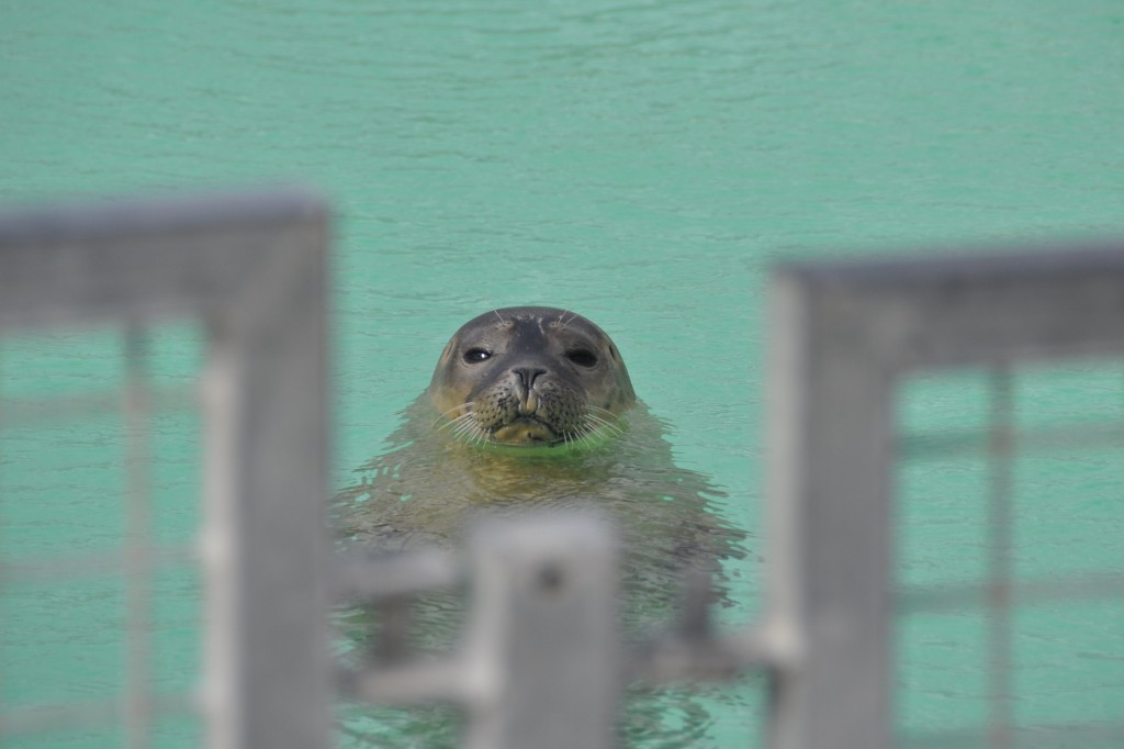 seal face