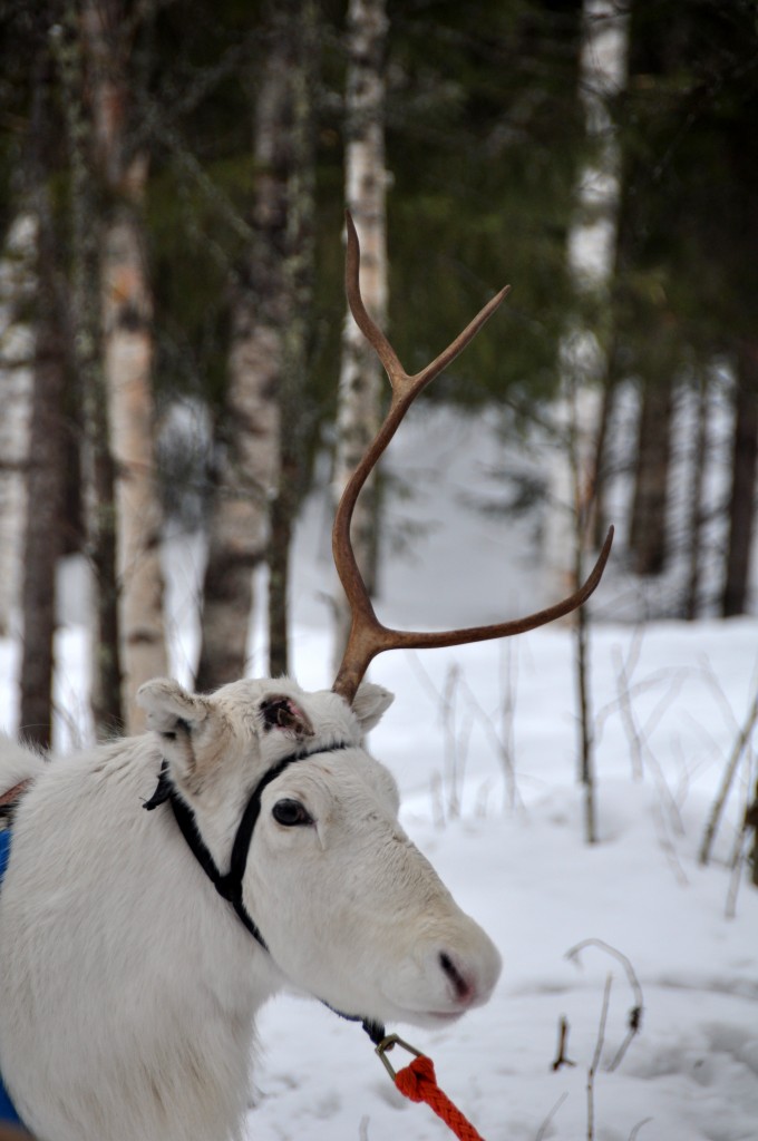 one antler