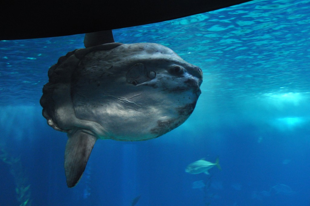 Sunfish are SO weird! 