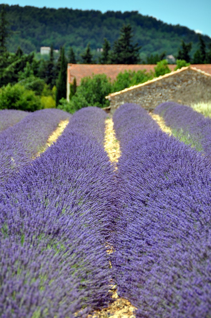 lavender